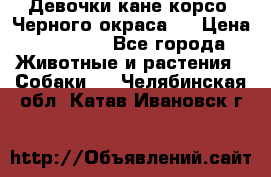 Девочки кане корсо. Черного окраса.  › Цена ­ 65 000 - Все города Животные и растения » Собаки   . Челябинская обл.,Катав-Ивановск г.